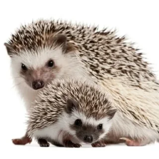 🦔 emoji Hedgehogs 💞🦔 Telegram sticker 2 of 36