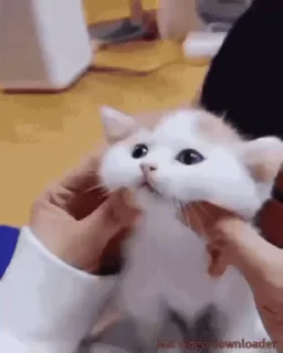 🌟 emoji Українські коти Telegram sticker 16 of 47