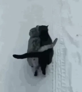 🌟 emoji Українські коти Telegram sticker 20 of 47