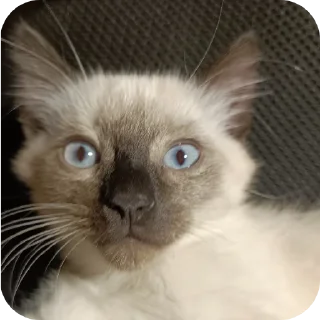 🐱 emoji бобик Telegram sticker 18 of 18