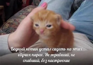 🌟 котэ, Telegram sticker 16 of 42