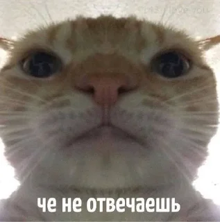 🌟 котэ, Telegram sticker 18 of 42