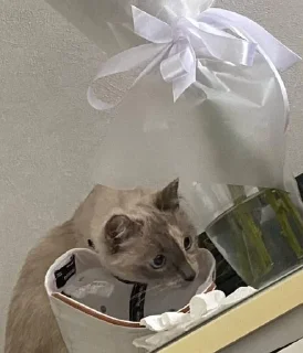 🌟 emoji Пикси Telegram sticker 23 of 41