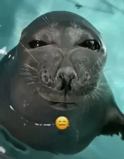🤨 emoji нерпочки тюленчики Telegram sticker 20 of 100