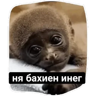 ✌ emoji Мустафа аказ Telegram sticker 13 of 49