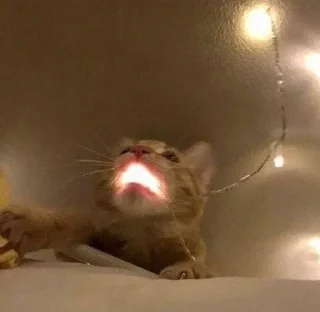 💡 Коты и кошки!!, Telegram sticker 14 of 41