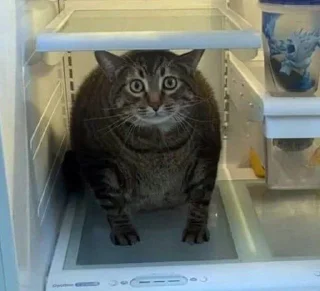 🥶 Коты и кошки!!, Telegram sticker 19 of 41