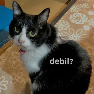 🤨 emoji улугбек и коты Telegram sticker 6 of 24