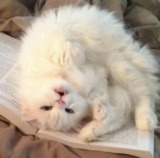 🫥 Коты и кошки!!, Telegram sticker 8 of 41