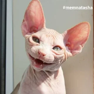 😁 emoji улугбек и коты Telegram sticker 5 of 24