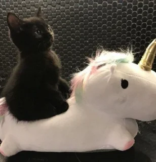 🦄 Коты и кошки!!, Telegram sticker 22 of 41