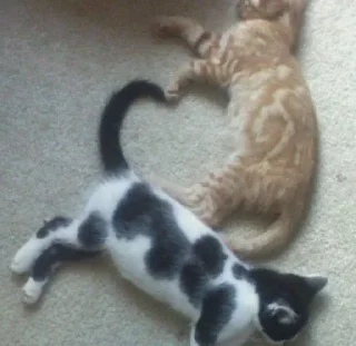❤️‍🩹 Коты и кошки!!, Telegram sticker 5 of 41