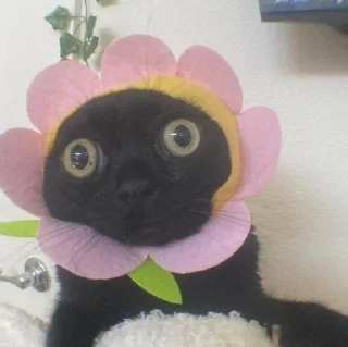 🌸 Коты и кошки!!, Telegram sticker 9 of 41