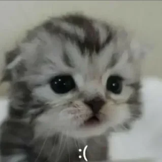 😟 emoji леруся скамри Telegram sticker 1 of 31