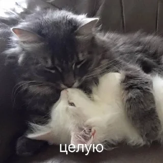 😍 emoji кискис Telegram sticker 11 of 17
