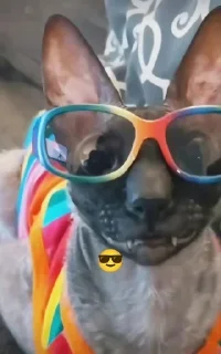 🌟 emoji Летучий и Ядучий Telegram sticker 16 of 58