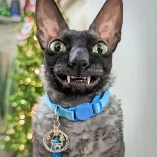 🌟 emoji Летучий и Ядучий Telegram sticker 24 of 58
