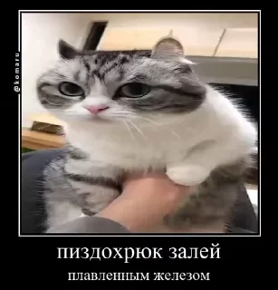 🌟 Я гений, стікер Telegram 20 з 23