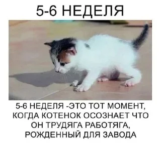 👨‍🦼 emoji душно @seimis Telegram sticker 1 of 110