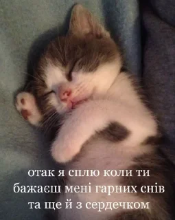 😘 emoji Кицацица Telegram sticker 15 of 120