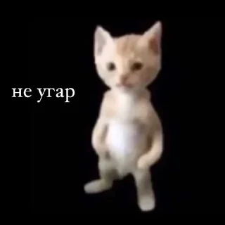 🤨 emoji мил Telegram sticker 19 of 36