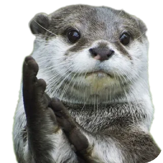 🐦 emoji @vidromemi ВЫДРОМЕМЫ IV Telegram sticker 7 of 61