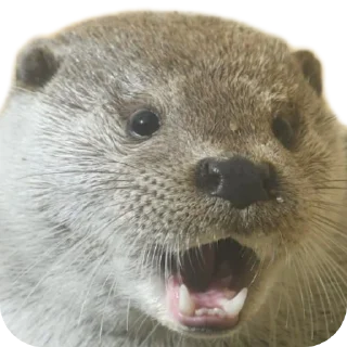 😀 emoji @vidromemi ВЫДРОМЕМЫ IV Telegram sticker 5 of 61