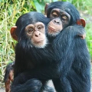 🤗 MONKEYS BY @bambinaaaaa, Telegram sticker 11 of 119