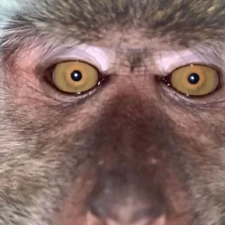 👀 MONKEYS BY @bambinaaaaa, Telegram sticker 8 of 119