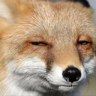 🌟 emoji Лисиськи Telegram sticker 6 of 23