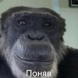 🐵 emoji Емоції життя Telegram sticker 6 of 85