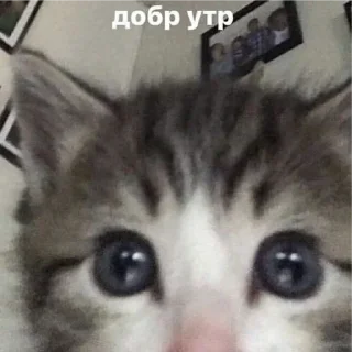 ☺️ emoji Котейки Telegram sticker 10 of 20