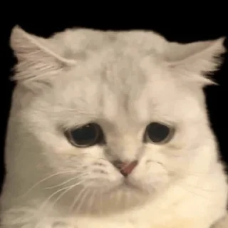 😭 emoji миу Telegram sticker 19 of 33