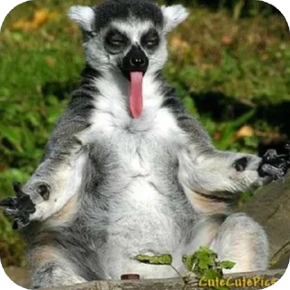🫥 emoji forest animals Telegram sticker 24 of 26