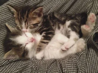 🫂 emoji мои котята Telegram sticker 17 of 28