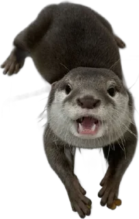 😡 emoji otters by gravi Telegram sticker 13 of 16