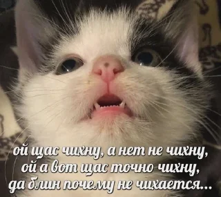 👄 emoji мои котята Telegram sticker 18 of 28