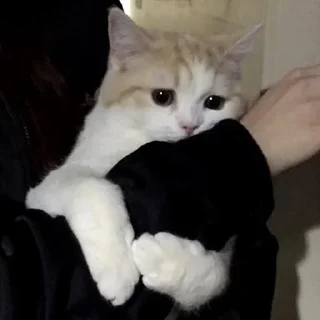 🥺 emoji 💙вибрані меми💛 Telegram sticker 14 of 118