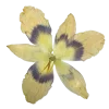🤩 emoji 𝐅𝐥𝐨𝐰𝐞𝐫𝐬 🌸 @EVXSSQ Telegram sticker 16 of 73
