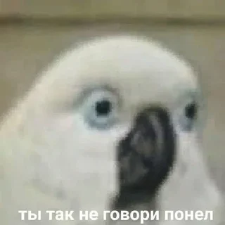 📭 emoji попуги (⁠・⁠∀⁠・⁠) Telegram sticker 17 of 25