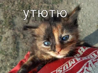 🌟 emoji СТИКЕР ПАК ОТ СПИДИ Telegram sticker 15 of 120