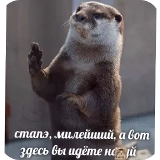 🖼 emoji Святые выдры Telegram sticker 21 of 81