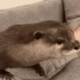 🤨 emoji Otters | Выдры @this_is_sticker_party Telegram sticker 6 of 48