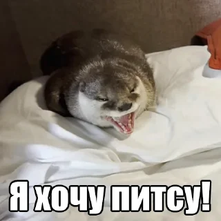 🍕 emoji @citatyanimal Выдры Telegram sticker 17 of 108