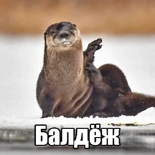 ☺️ emoji @citatyanimal Выдры Telegram sticker 8 of 108