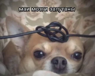 🔫 emoji Тоша гей. Telegram sticker 6 of 28