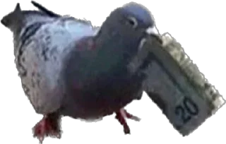 💵 emoji pigeons for ania Telegram sticker 7 of 20