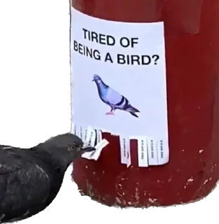😫 emoji pigeons for ania Telegram sticker 12 of 20