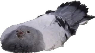 🫓 emoji pigeons for ania Telegram sticker 13 of 20