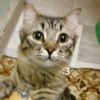 😸 emoji марсель создатель вселенной Telegram sticker 17 of 37